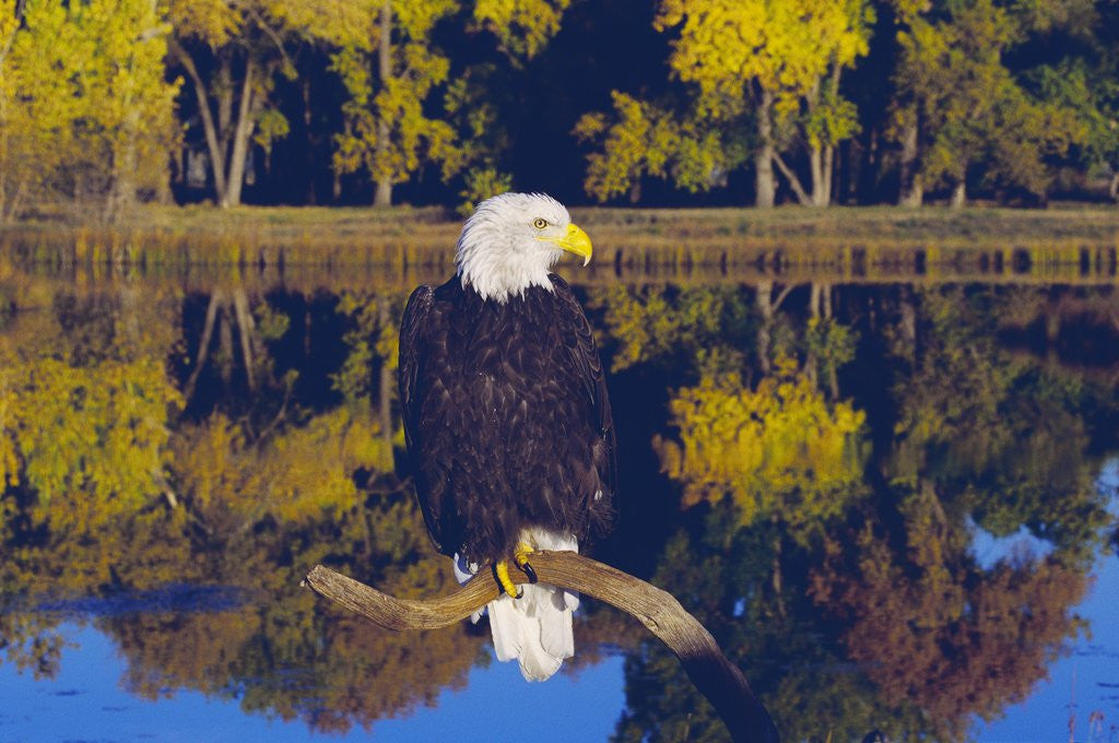 Detail of Bald Eagle Perched on Branch by Corbis