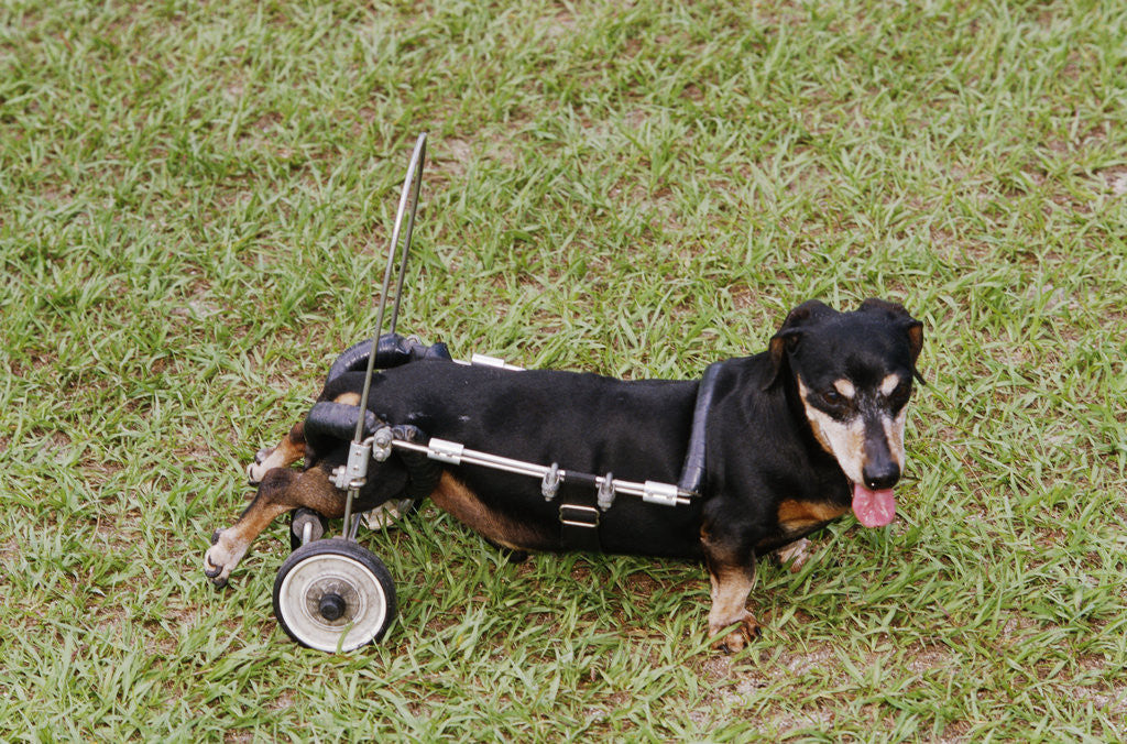 Detail of Dog Using a Dog Wheelchair by Anonymous