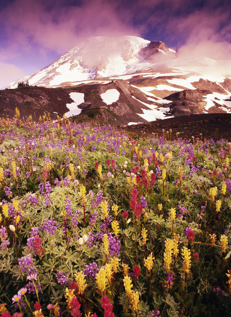 Detail of Wildflowers Growing at Foot of Mount Rainier by Anonymous