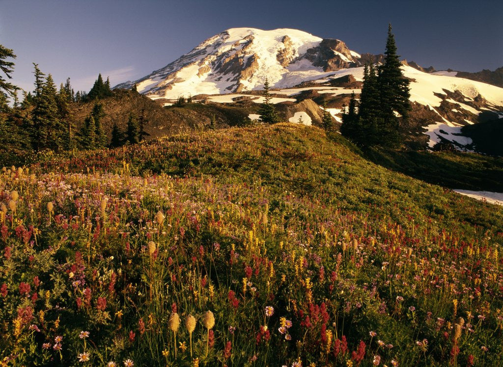 Detail of Wildflower Meadow Below Mount Rainier by Anonymous