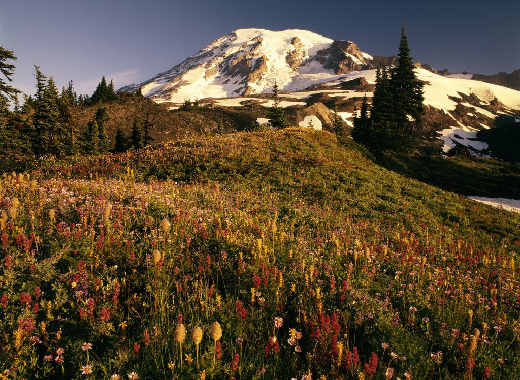 Detail of Wildflower Meadow Below Mount Rainier by Corbis
