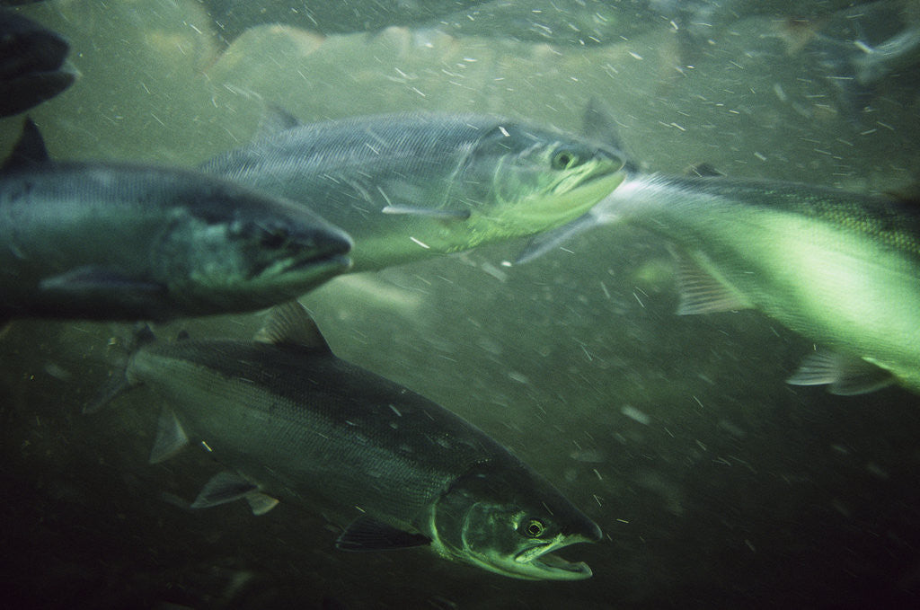Detail of School of Sockeye Salmon Spawning by Corbis