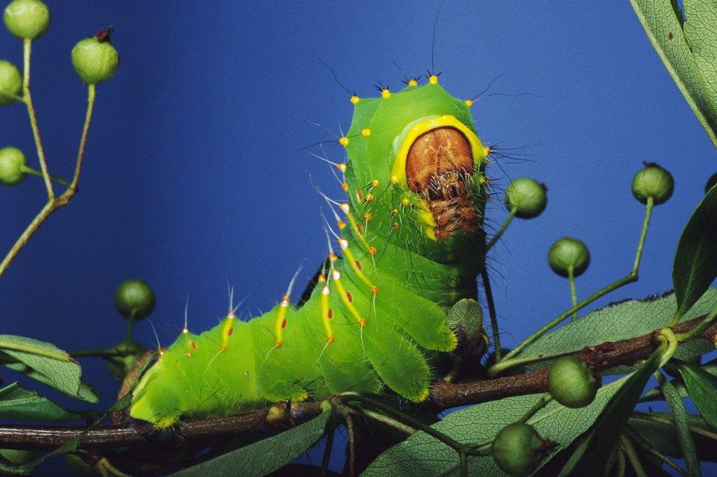 Detail of Polyphemus Moth Caterpillar Perching on Twig by Anonymous