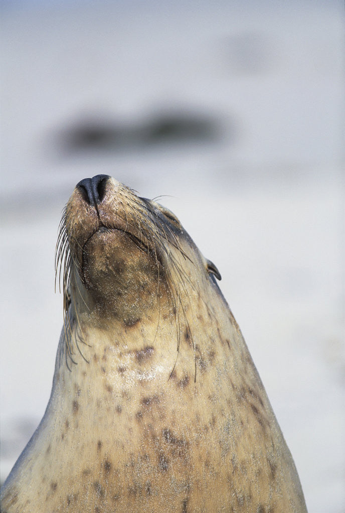 Detail of Australian Sea Lion by Anonymous