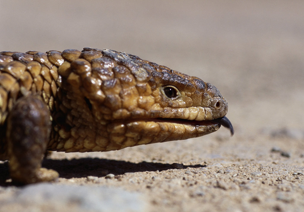 Detail of Shingle-back Skink by Anonymous