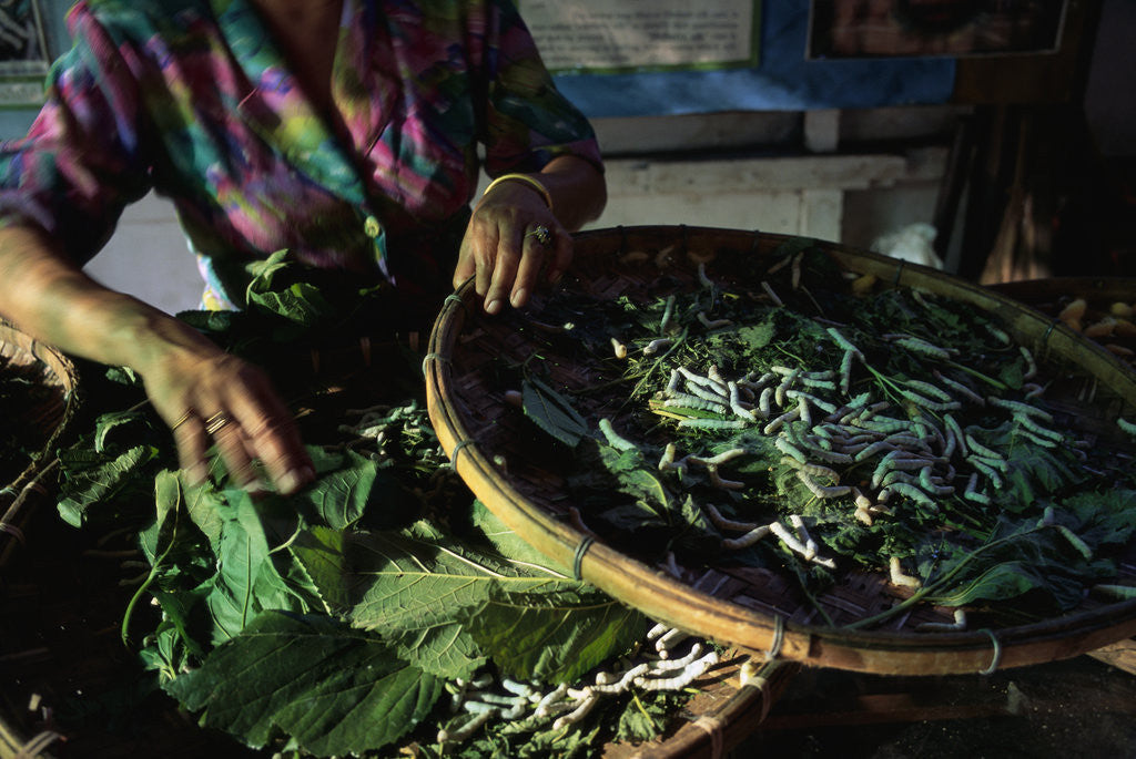 Detail of Baskets of Silkworms by Anonymous