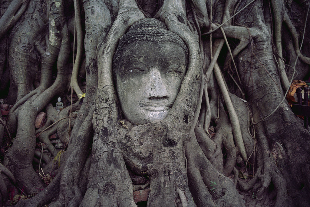 Detail of Buddha Sculpture Engulfed by Tree Roots by Anonymous