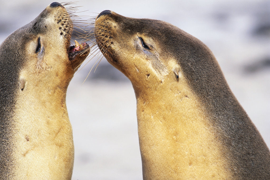 Detail of Sea Lions Touching Whiskers by Corbis