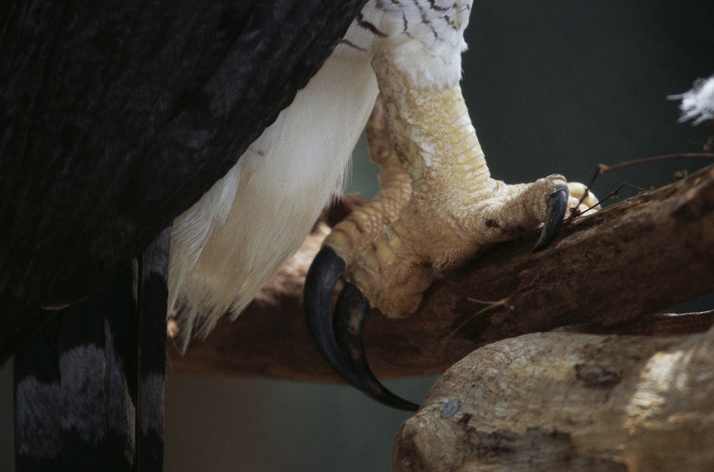 Detail of Talons of a Harpy Eagle by Corbis