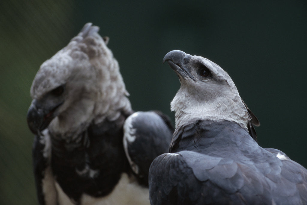 Detail of Male and Female Harpy Eagles by Anonymous