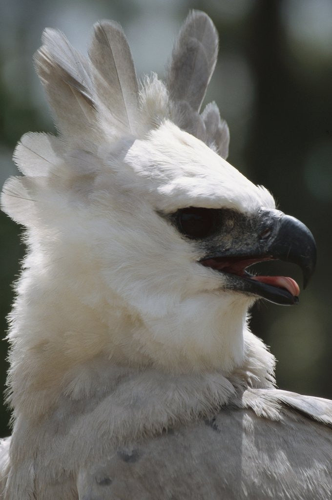 Detail of Male Juvenile Harpy Eagle by Anonymous