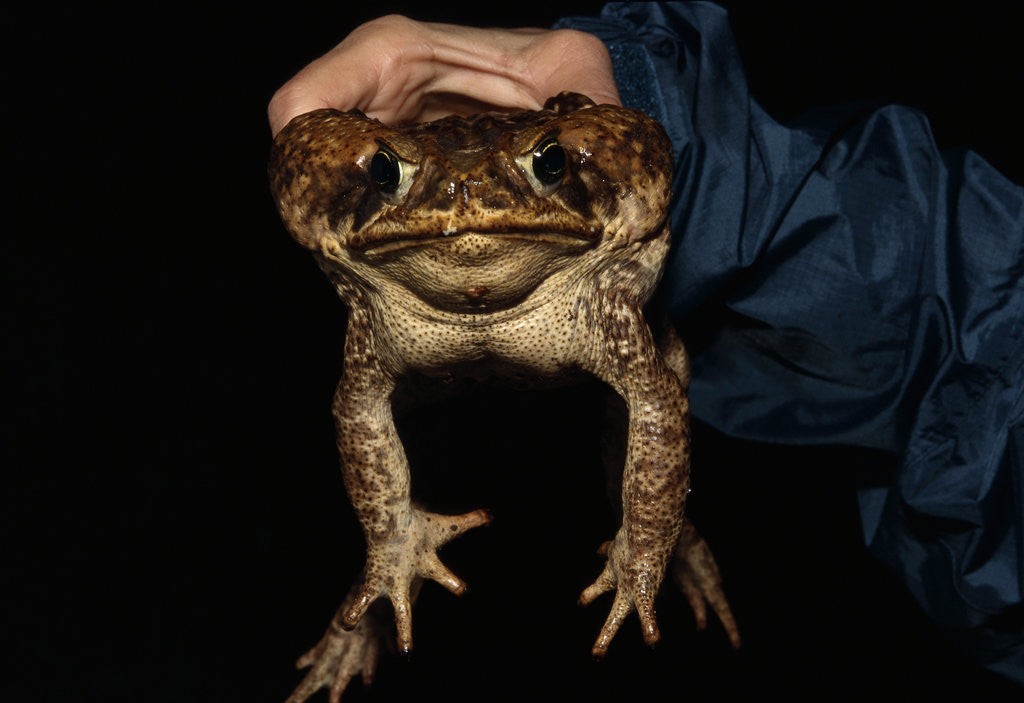 Detail of Biologist Holding a Giant Marine Toad by Anonymous