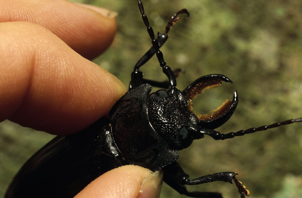Detail of Hand Holding a Giant Stag Beetle by Anonymous