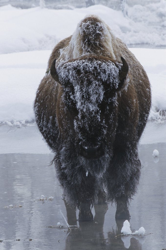 Detail of Bison Covered in Frost by Anonymous