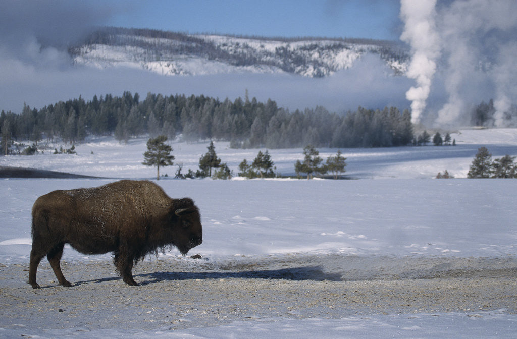 Detail of Bison Standing near Geysers in Winter by Anonymous