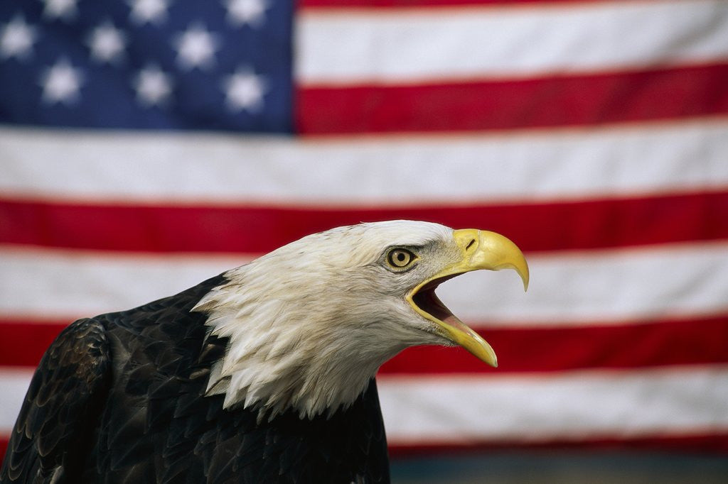 Detail of Bald Eagle and American Flag by Corbis