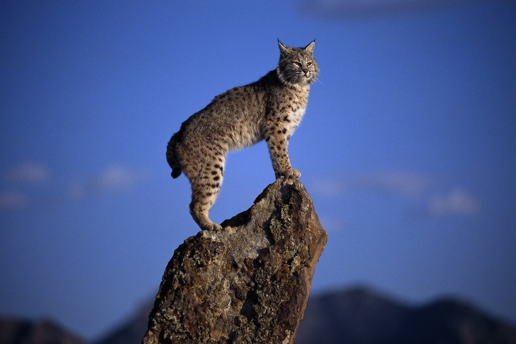 Detail of Bobcat Perched atop Rock by Corbis
