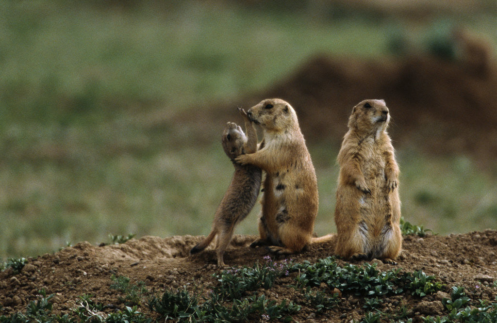 Detail of Black-tailed Prairie Dog Family by Corbis