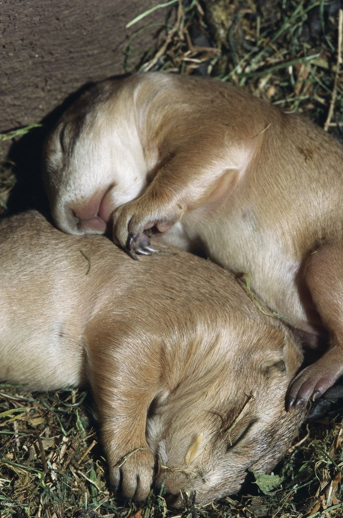 Detail of Sleeping Prairie Dog Pups by Anonymous