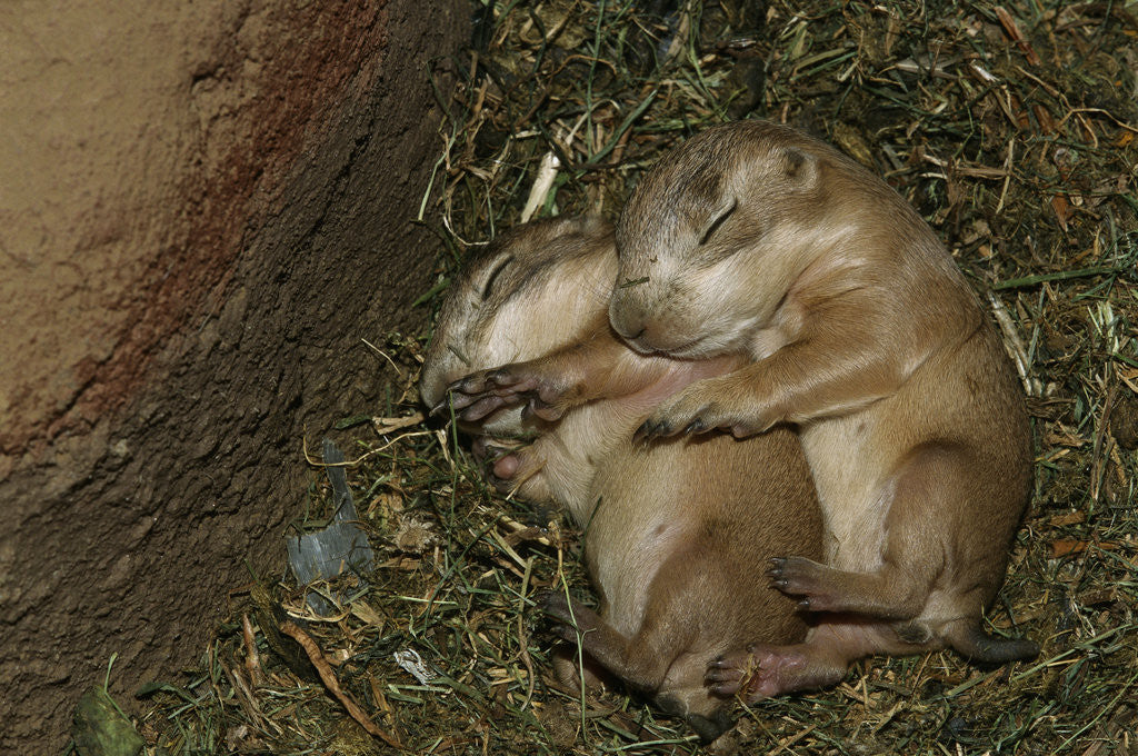 Detail of Sleeping Prairie Dog Pups by Anonymous