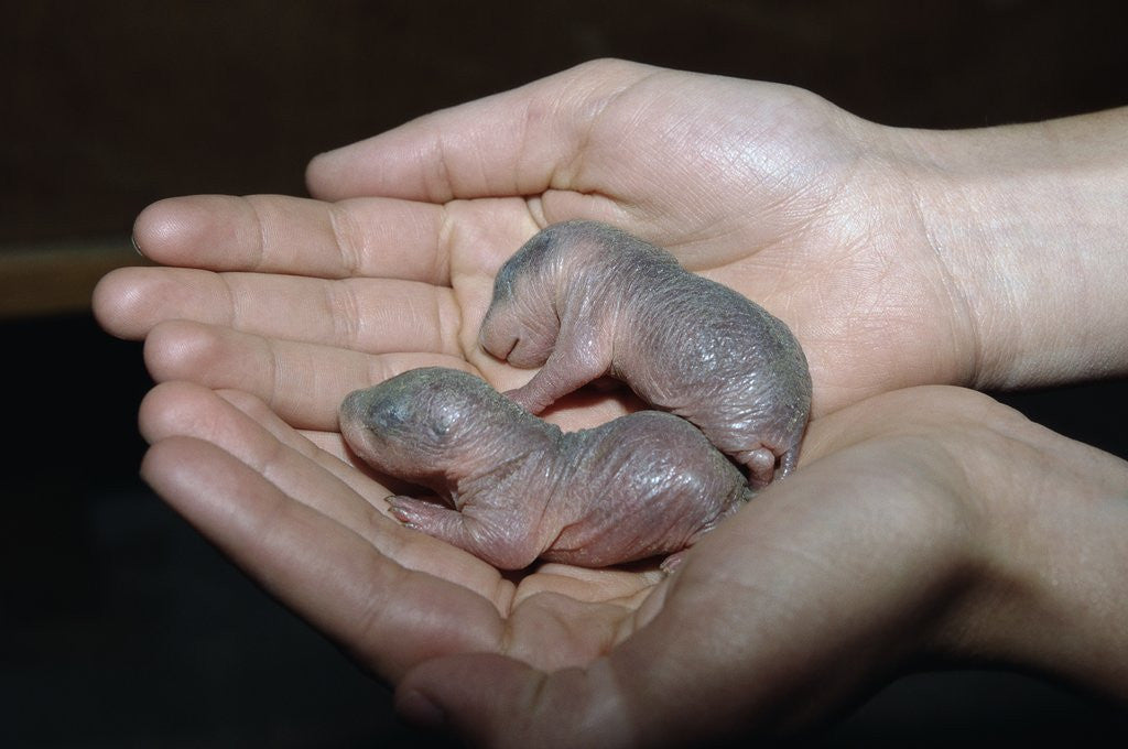 Detail of Hands Holding Infant Prairie Dogs by Anonymous