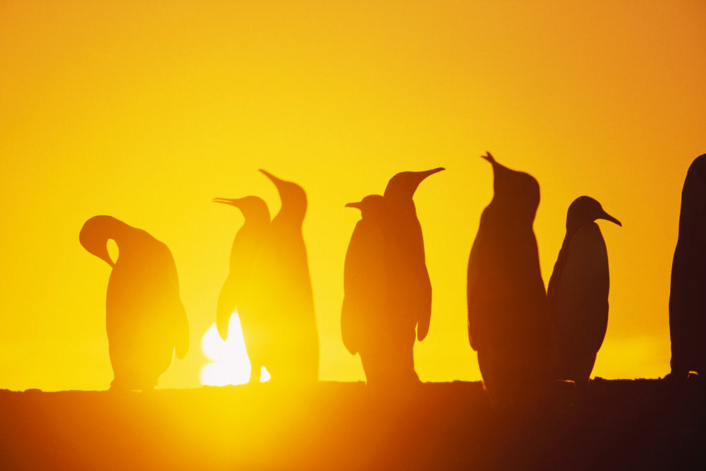 Detail of Silhouetted King Penguin Colony at Sunrise by Anonymous