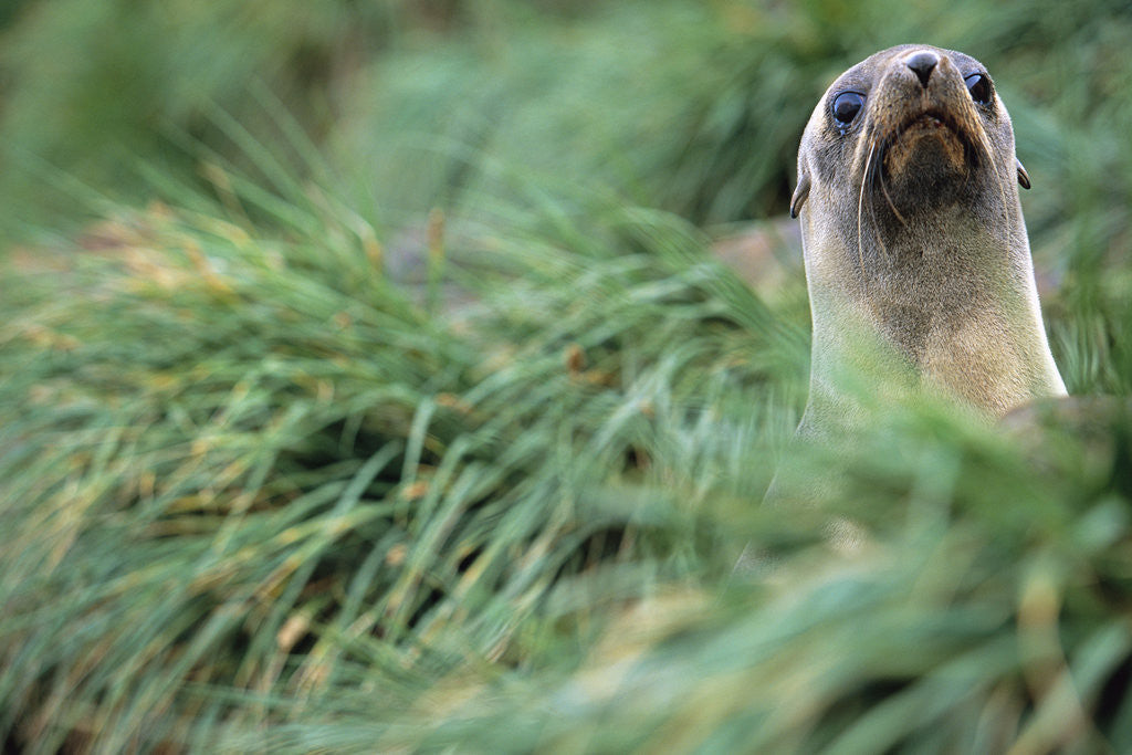 Detail of Fur Seal Peering Up from Grass by Anonymous