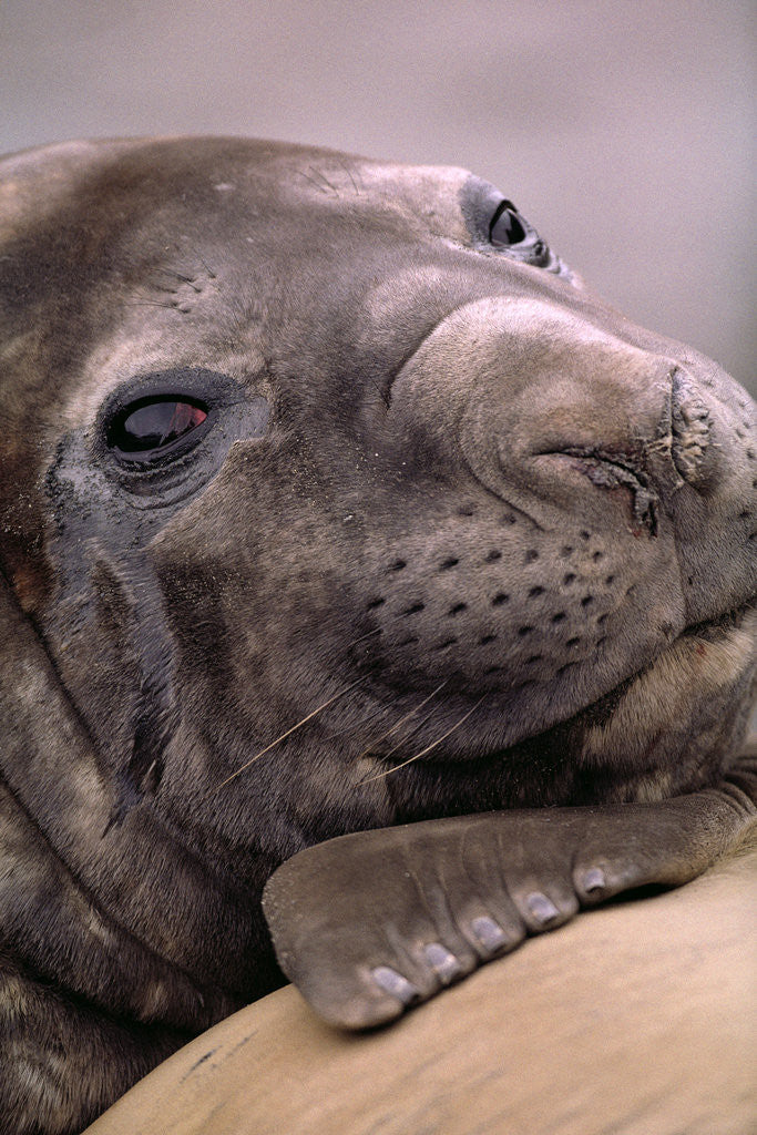 Detail of Elephant Seal Resting by Anonymous