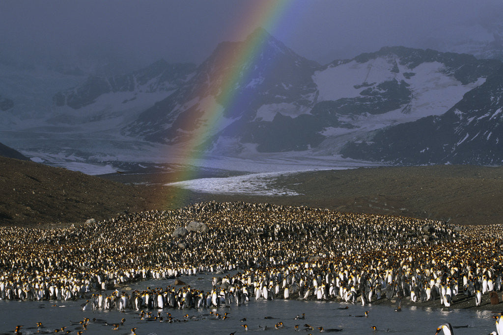 Detail of Rainbow over Large King Penguin Colony by Corbis