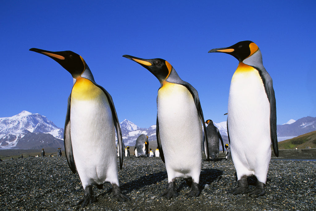 Detail of Trio of King Penguins by Anonymous