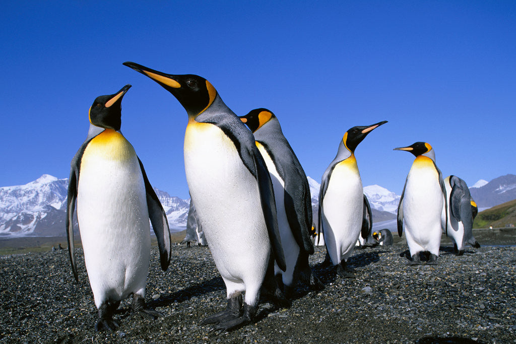 Detail of Colony of King Penguins by Anonymous