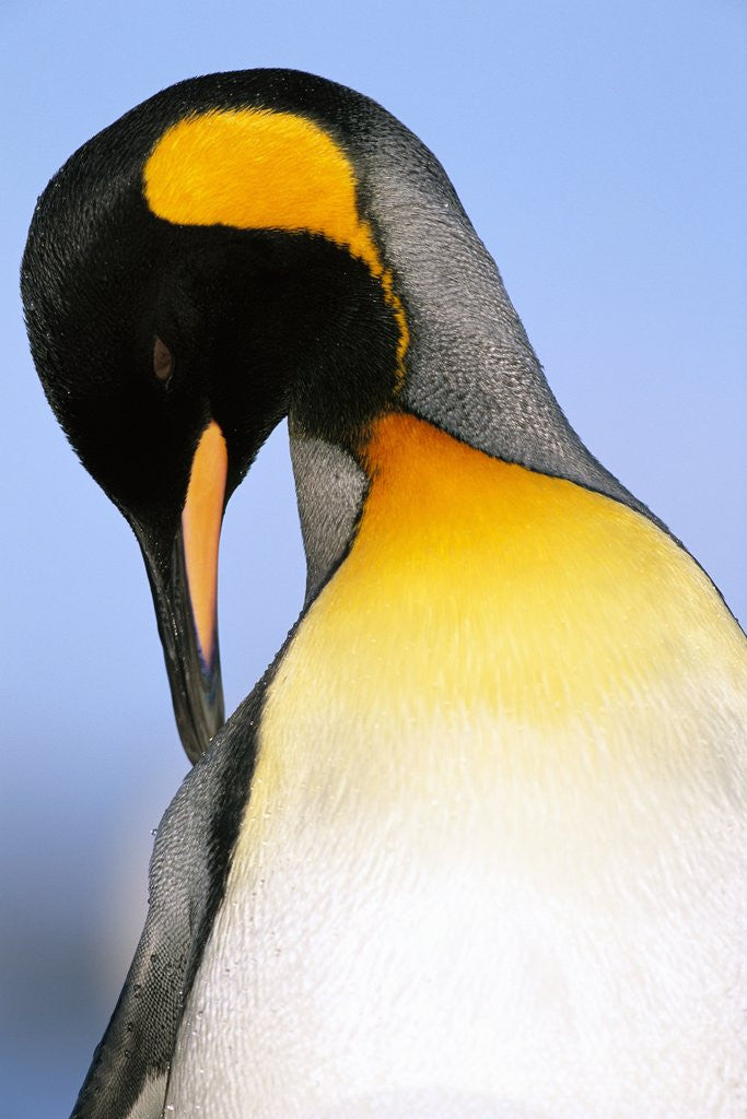 Detail of King Penguin Grooming Itself by Anonymous