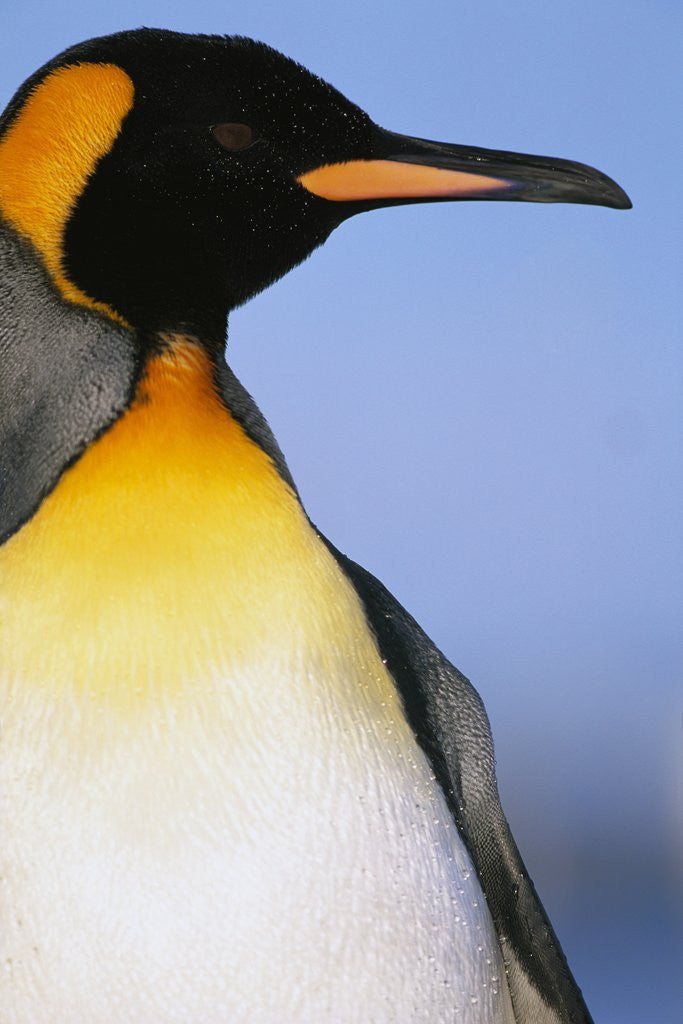 Detail of King Penguin by Anonymous