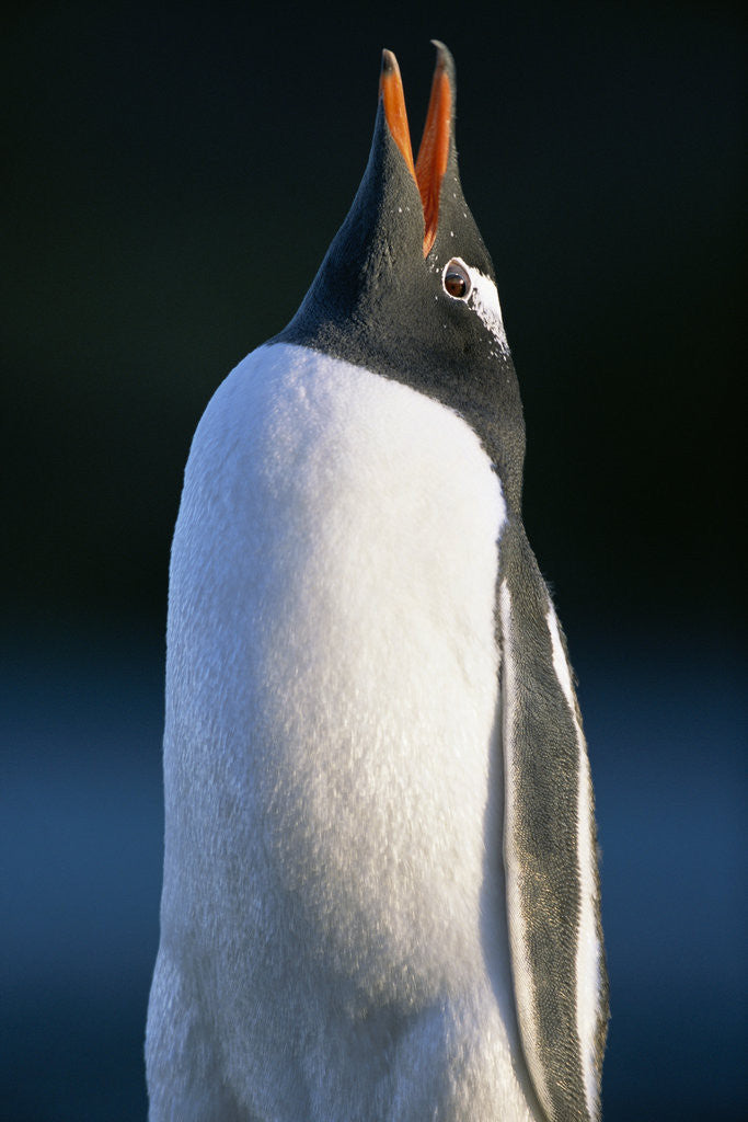 Detail of Gentoo Penguin Calling by Anonymous