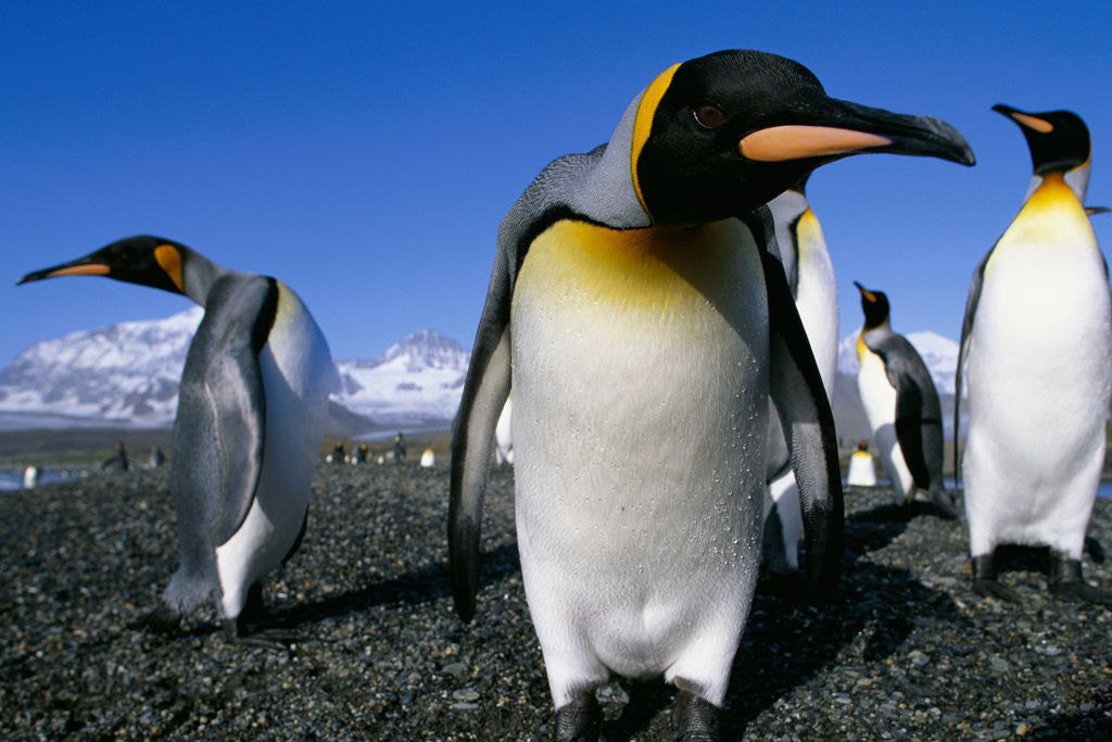 Detail of Colony of King Penguins by Anonymous