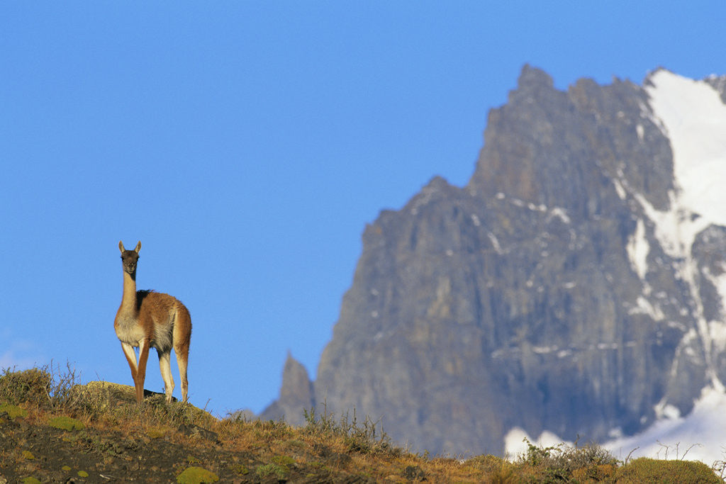 Detail of Guanaco Standing Near Cerro Paine Grande by Anonymous