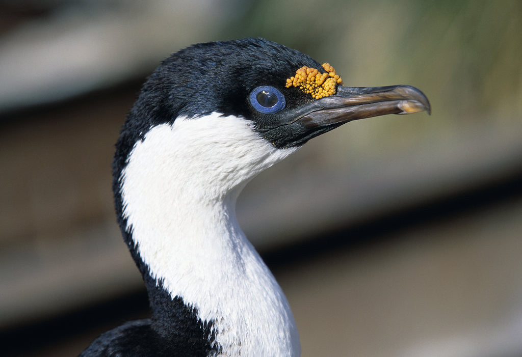 Detail of Imperial Shag by Corbis