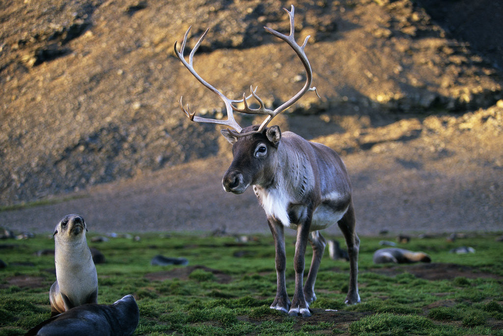 Detail of Reindeer Standing with Antarctic Fur Seals by Anonymous