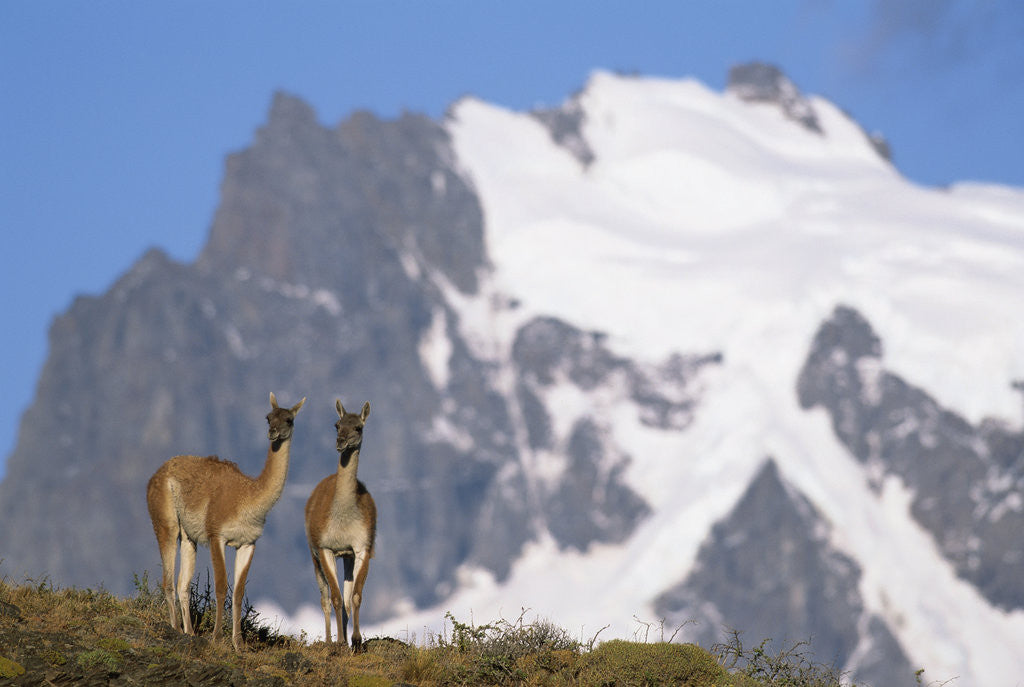Detail of Cerro Paine Grande Rising behind Llamas by Corbis