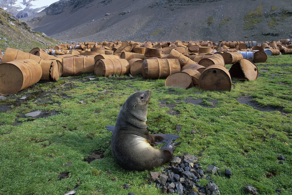Detail of Fur Seal Resting near Rusted Barrels by Anonymous