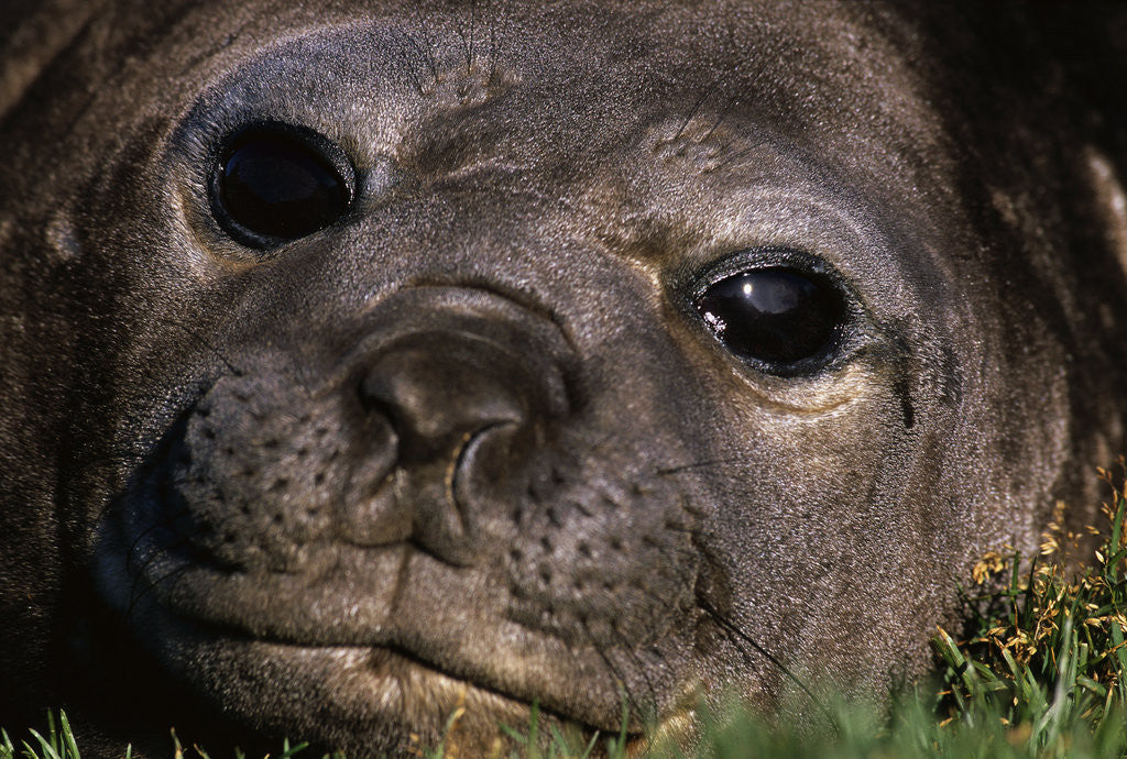 Detail of Elephant Seal Lying in Grass by Anonymous