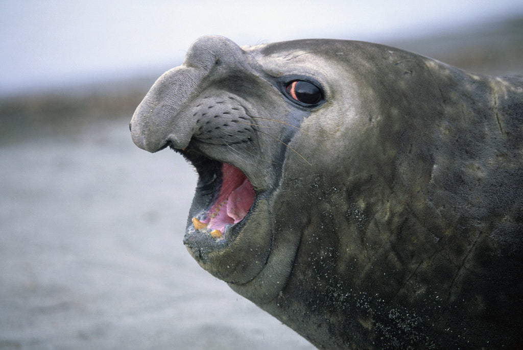 Detail of Southern Elephant Seal Barking by Anonymous