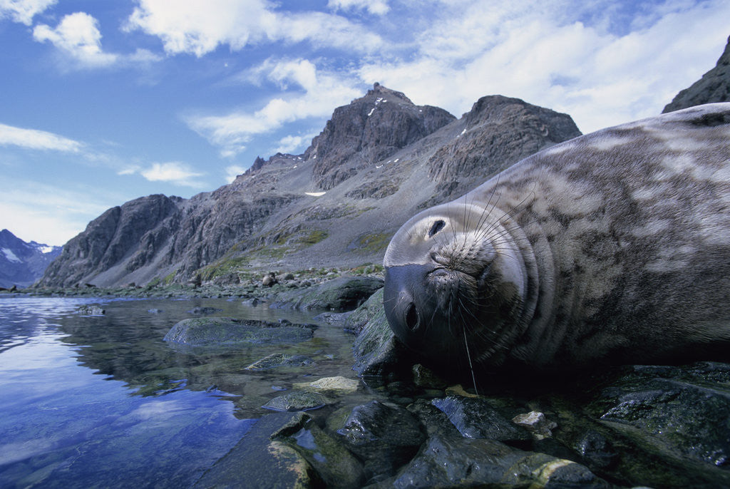 Detail of Weddell Seal Resting on Rocks by Anonymous