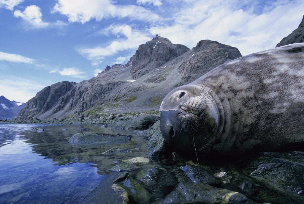 Detail of Weddell Seal Resting on Rocks by Corbis