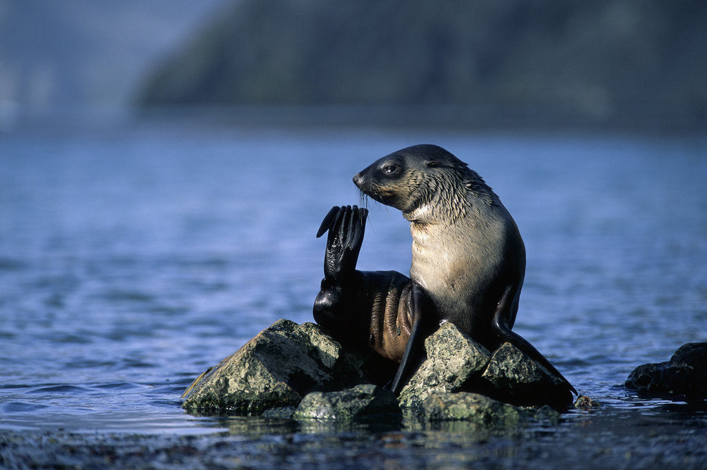 Detail of Antarctic Fur Seal Resting on Rock by Anonymous