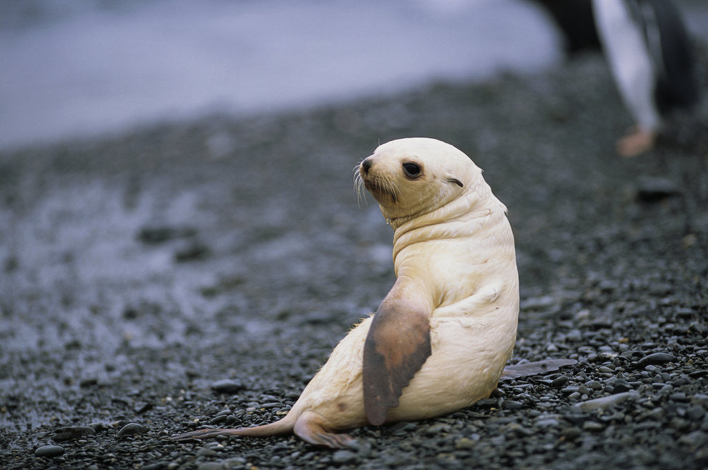 Detail of Antarctic Fur Seal Pup by Anonymous