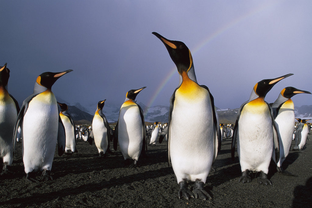 Detail of Rainbow Stretching above King Penguins by Anonymous