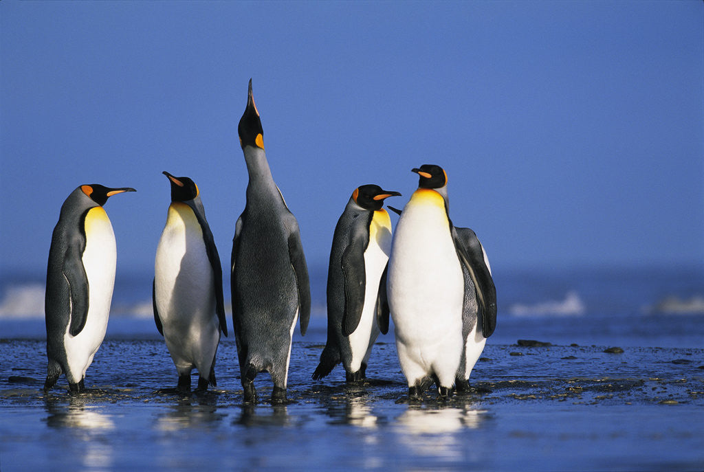 Detail of King Penguins Gathering by Anonymous
