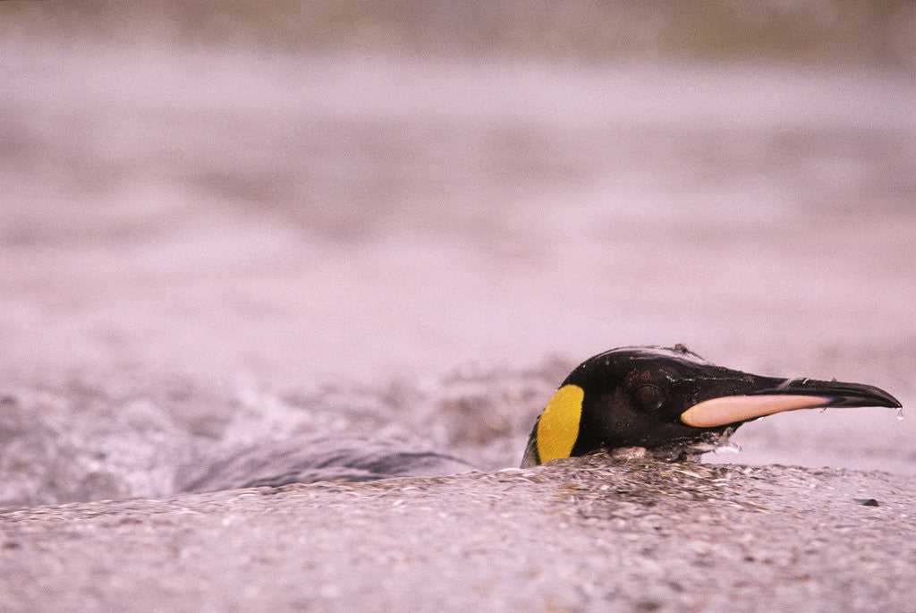 Detail of King Penguin Swimming in Tide Pool by Anonymous