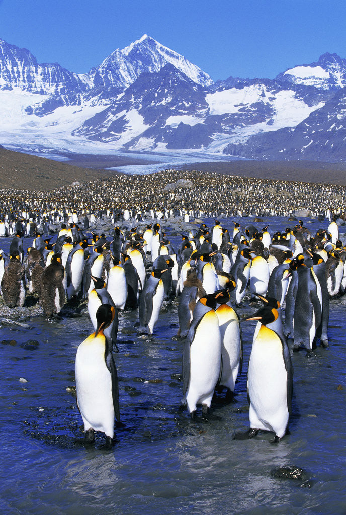Detail of King Penguin Colony by Anonymous
